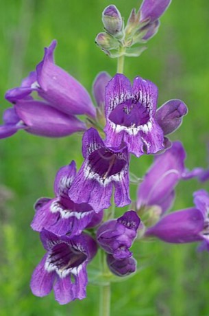 Cobaea Beardtongue (Penstemon cobaea)
