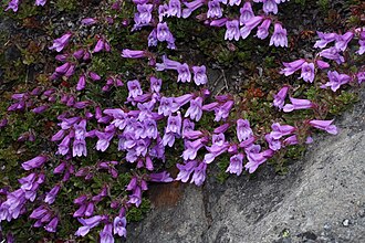 Davidson's Penstemon (Penstemon davidsonii)