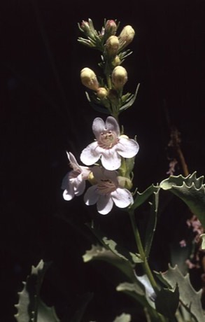 Hot-rock Penstemon (Penstemon deustus)