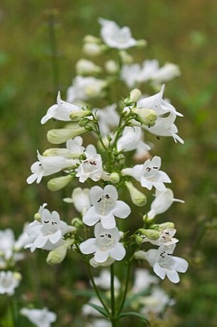 Foxglove Beardtongue (Penstemon digitalis)