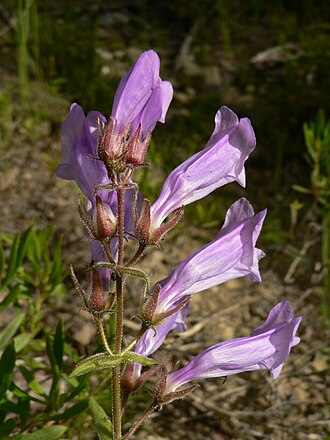 Shrubby Penstemon (Penstemon fruticosus)