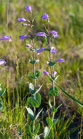Large Beardtongue (Penstemon grandiflorus)