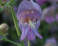 Grinnell's Beardtongue (Penstemon grinnellii)