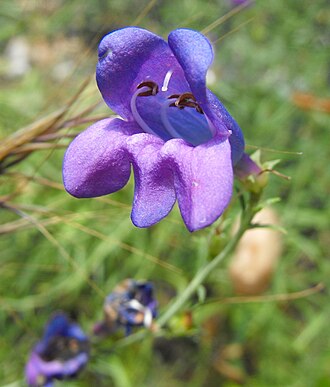 Foothill Penstemon (Penstemon heterophyllus)