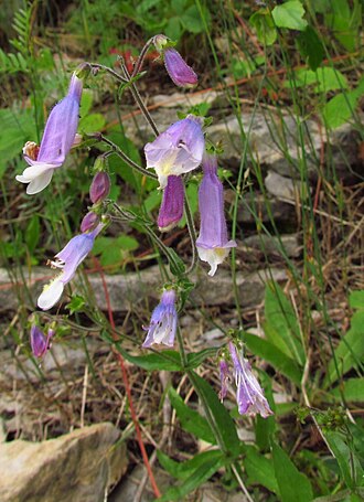 Hairy Beardtongue (Penstemon hirsutus)