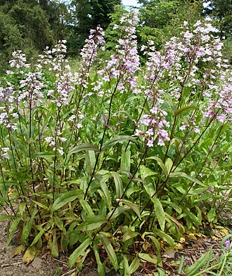 Eastern Smooth Beardtongue (Penstemon laevigatus)
