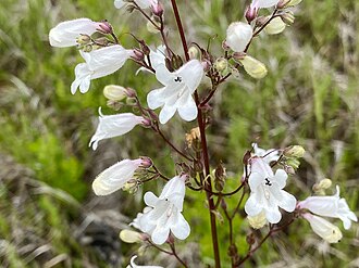 Manyflower Beardtongue (Penstemon multiflorus)