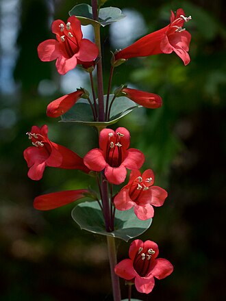 Cupleaf Beardtongue (Penstemon murrayanus)