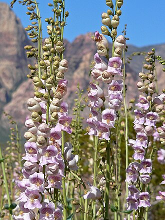 Palmer's Penstemon (Penstemon palmeri)