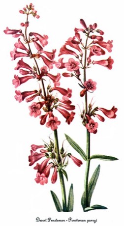 Parry's Penstemon (Penstemon parryi)