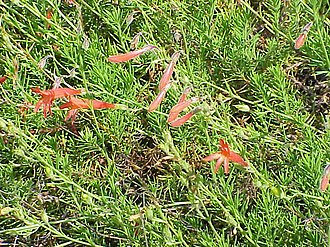 Pineleaf Penstemon (Penstemon pinifolius)
