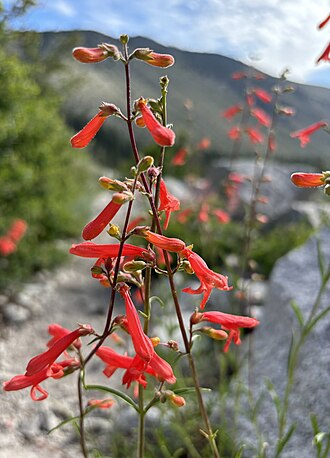 Beaked Penstemon (Penstemon rostriflorus)