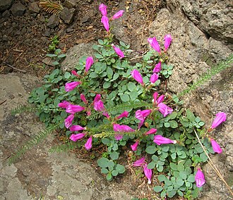 Cliff Penstemon (Penstemon rupicola)
