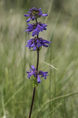 Rydberg's Penstemon (Penstemon rydbergii)