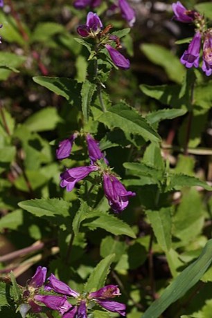 Cascade Penstemon (Penstemon serrulatus)