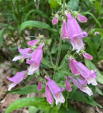 Small's Beardtongue (Penstemon smallii)