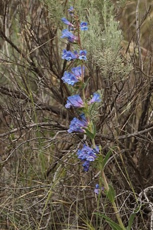 Royal Penstemon (Penstemon speciosus)