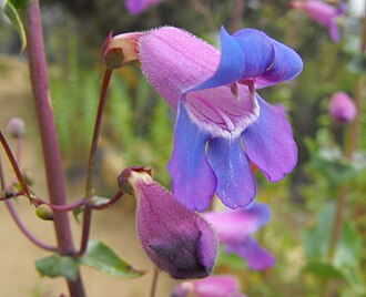 Showy Penstemon (Penstemon spectabilis)