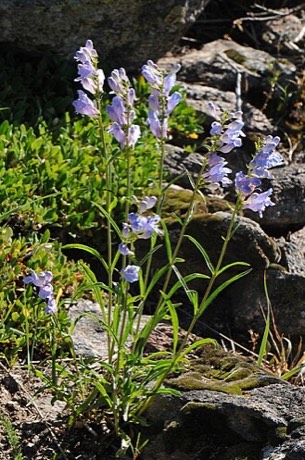 Rocky Mountain Penstemon (Penstemon strictus)