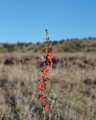 Superb Penstemon (Penstemon superbus)