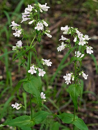 Gulf Coast Penstemon (Penstemon tenuis)