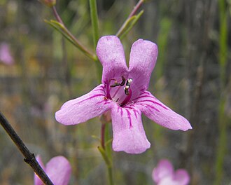 Thurber's Penstemon (Penstemon thurberi)