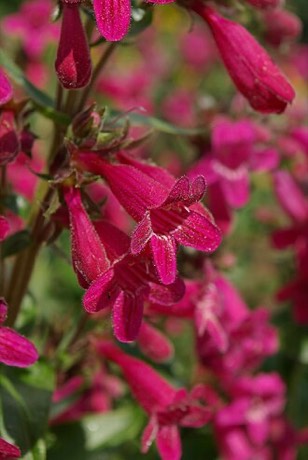 Hill Country Penstemon (Penstemon triflorus)