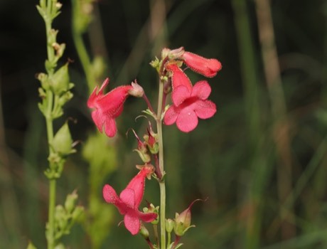 Wright's Penstemon (Penstemon wrightii)