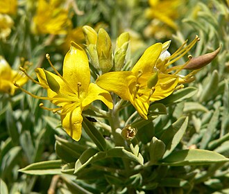 Bladderpod Spiderflower (Peritoma arborea)