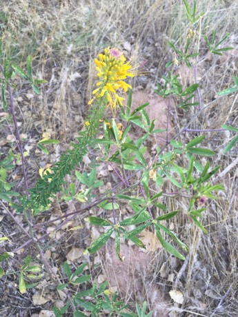 Jones' Beeplant (Peritoma jonesii)