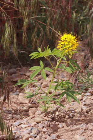 Yellow Beeplant (Peritoma lutea)