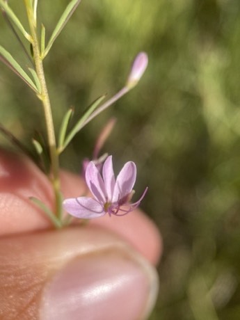 Manybranch Spiderflower (Peritoma multicaulis)