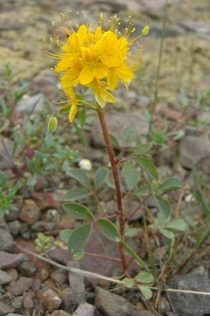 Golden Beeplant (Peritoma platycarpa)