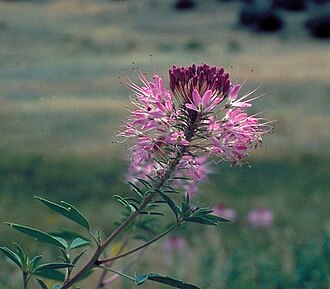 Rocky Mountain Beeplant (Peritoma serrulata)