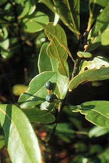 Redbay (Persea borbonia)