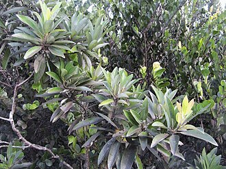 Swamp Bay (Persea palustris)