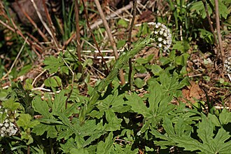 Sweet Coltsfoot (Petasites frigidus)