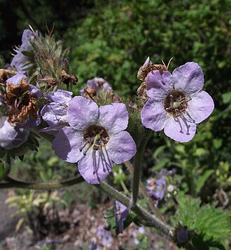 Bolander's Phacelia (Phacelia bolanderi)