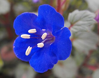 Desert Bluebells (Phacelia campanularia)
