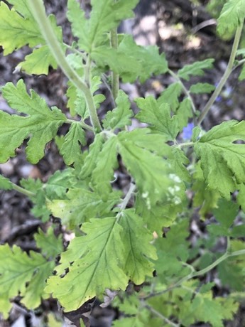 Blue Curls (Phacelia congesta)