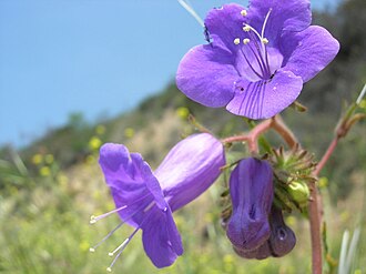Wild Canterbury Bells (Phacelia minor)
