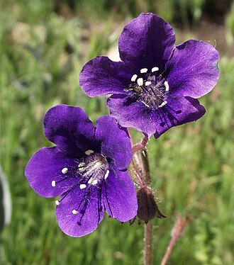 Parry's Phacelia (Phacelia parryi)