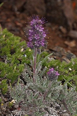 Silky Phacelia (Phacelia sericea)