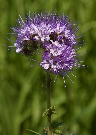 Lacy Phacelia (Phacelia tanacetifolia)
