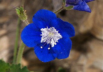 Sticky Phacelia (Phacelia viscida)