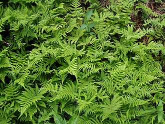 Long Beech Fern (Phegopteris connectilis)