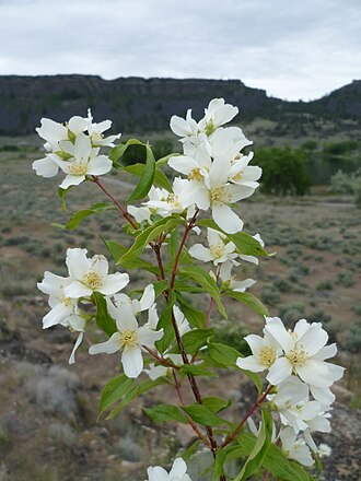 Mock Orange (Philadelphus lewisii)