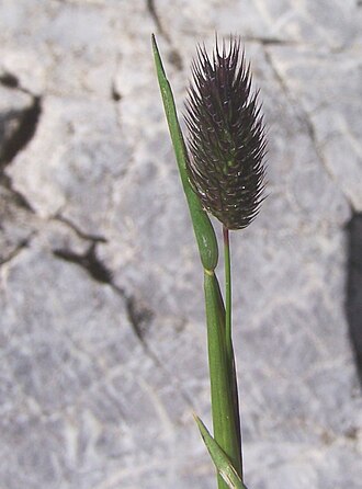 Alpine Timothy (Phleum alpinum)