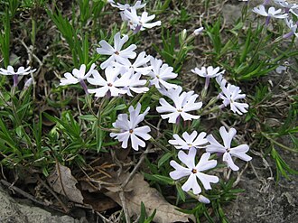 Sand Phlox (Phlox bifida)