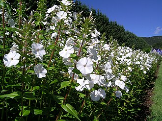 Carolina Phlox (Phlox carolina)
